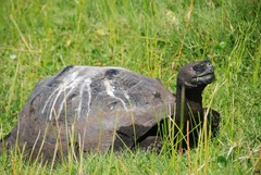 Chelonoidis niger