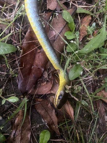 Common Tree Snake sighting