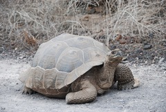 Chelonoidis niger