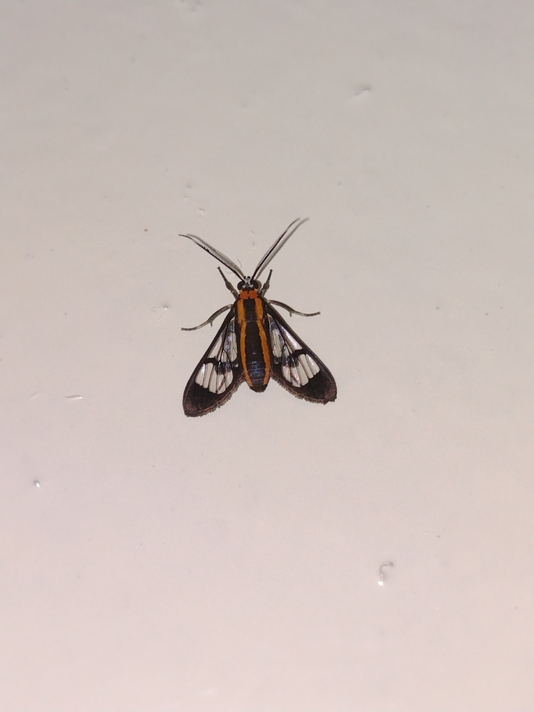 Loxophlebia diaphana