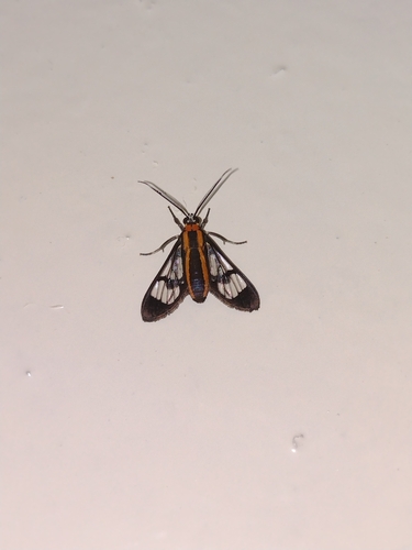 Loxophlebia diaphana
