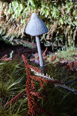 Entoloma hochstetteri