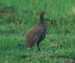 Pternistis swainsonii swainsonii