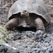 Isabela Island Giant Tortoise - Photo (c) Juan Arias Bermeo, some rights reserved (CC BY-NC), uploaded by Juan Arias Bermeo