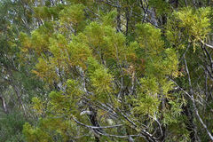 Lepidothamnus intermedius