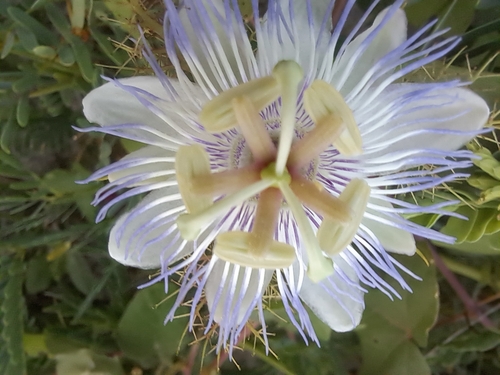 Flor de la pasión del Pacífico (Passiflora hibiscifolia)