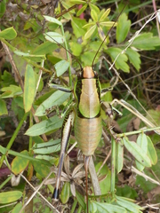 Eupholidoptera chabrieri