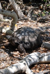 Chelonoidis niger