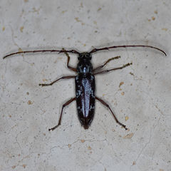 Elaphidion irroratum