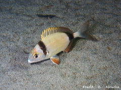 Common Two-Banded Seabream photo 4