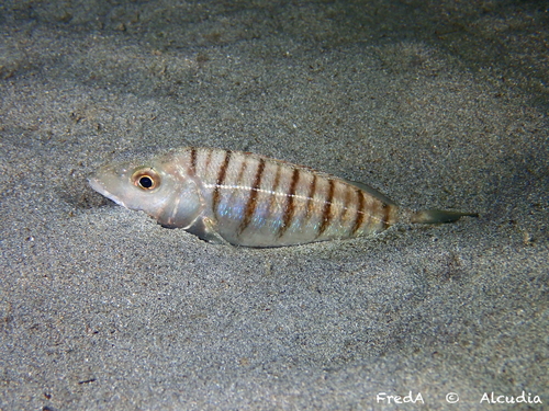 Striped Seabream