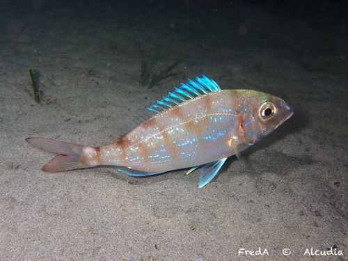 Photo of Common pandora (Pagellus erythrinus)