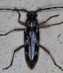 Elaphidion irroratum
