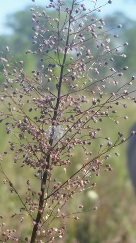 Image of Dichanthelium erectifolium by (c) Jay Horn, some rights reserved (CC BY)
