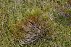 Dracophyllum pearsonii