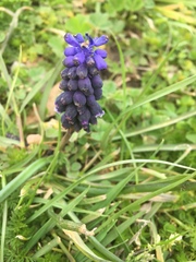 Muscari neglectum