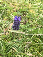 Muscari neglectum