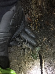 Aphonopelma steindachneri