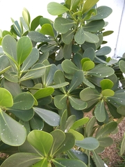 Scaevola plumieri