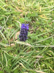 Muscari neglectum
