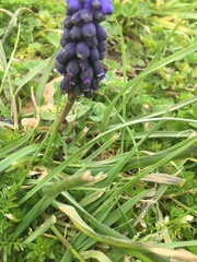 Muscari neglectum