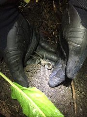 Aphonopelma steindachneri