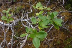 Macrolearia colensoi