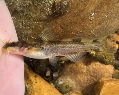 Ozark Madtom photo 1