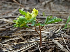 Corydalis bracteata