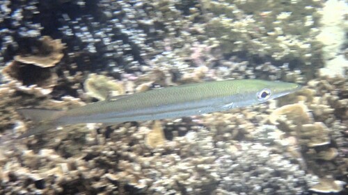 Sharpfin barracuda (Sphyraena acutipinnis) — Sphyraenidae