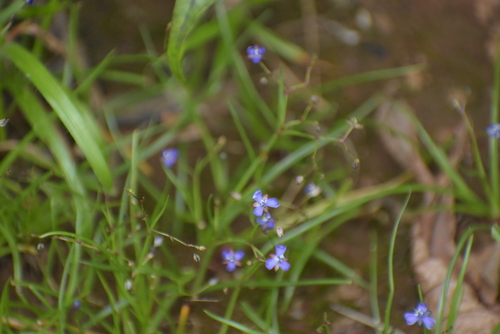 Image of Murdannia semiteres by (c) deepachandran, some rights reserved (CC BY-SA)
