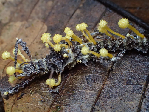 Beauveria diapheromeriphila
