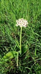 Allium basalticum