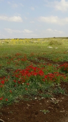 Ranunculus asiaticus
