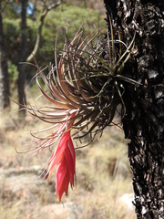 Tillandsia erubescens