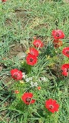 Ranunculus asiaticus