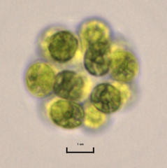 Coelastrum