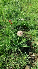 Allium basalticum