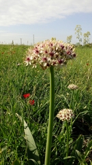 Allium basalticum