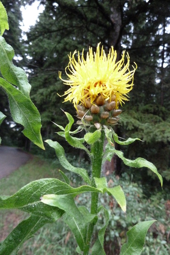 Image of Centaurea macrocephala by no rights reserved
