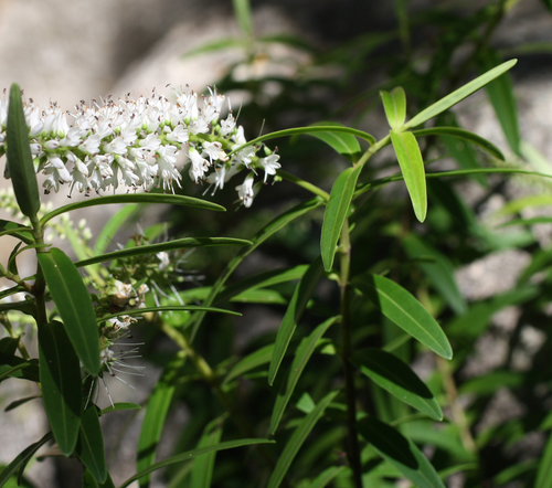 Veronica leiophylla Cheeseman
