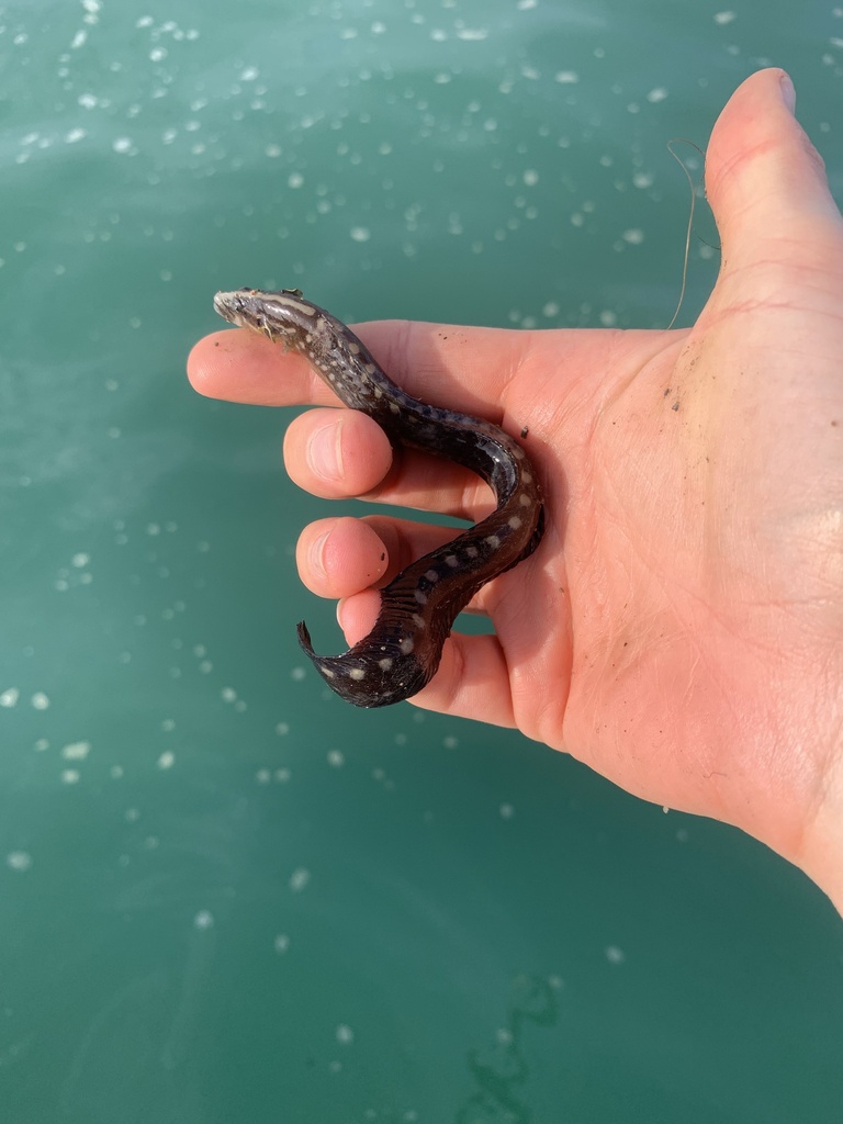 Spiny Eel Blenny