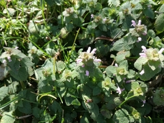 Lamium purpureum