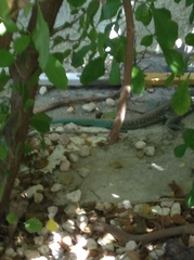 Cnemidophorus murinus