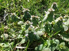 Lamium purpureum