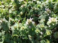 Lamium purpureum