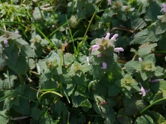 Lamium purpureum