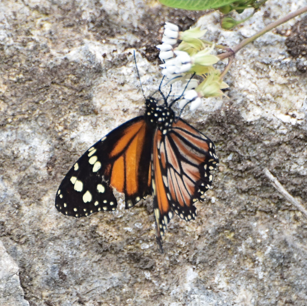 Jamaican Monarch