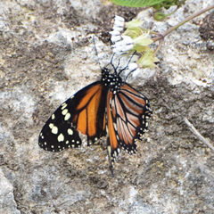 Danaus cleophile