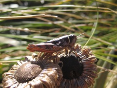 Alpinacris tumidicauda